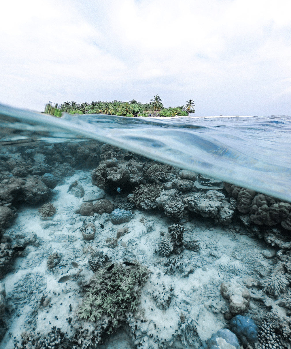 Youth Lagoon 1 Percent for 50 Reefs